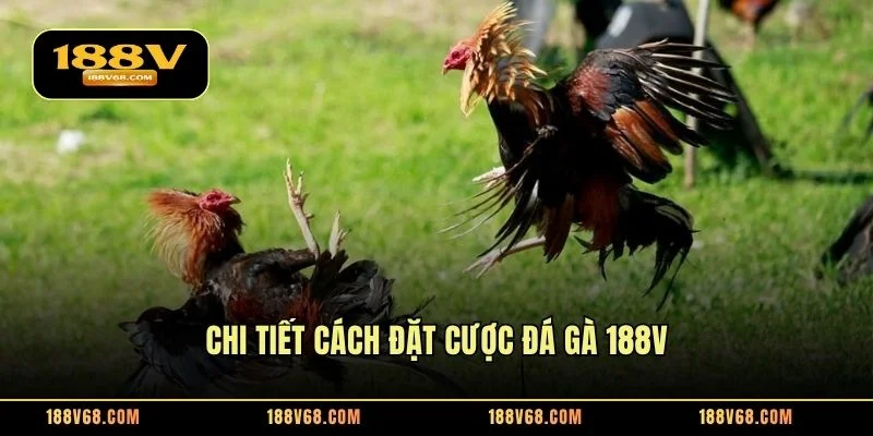 Chi tiết cách đặt cược đá gà 188V